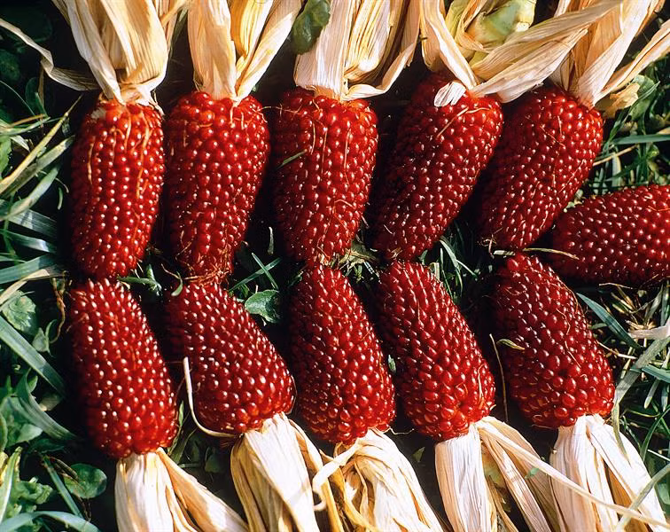 Ngo lai dau tay cuc doc giup doi doi o Ha Noi-Hinh-6