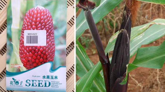 Ngo lai dau tay cuc doc giup doi doi o Ha Noi-Hinh-5