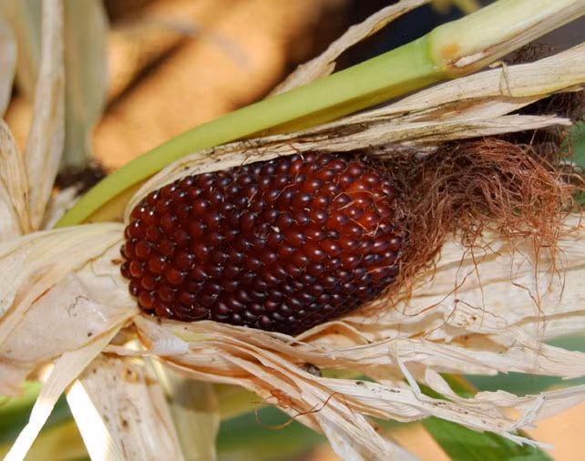 Ngo lai dau tay cuc doc giup doi doi o Ha Noi-Hinh-2