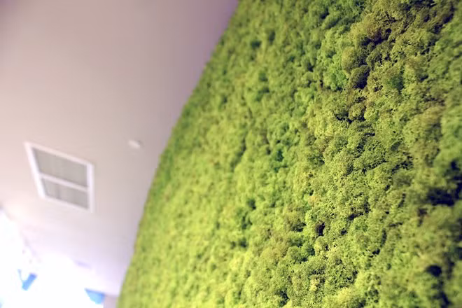 Ngoài ghế, nơi đây còn trưng bày nhiều sản phẩm độc đáo khác. Trong ảnh là một loại rêu sống trong nhà đã được xử lý hóa chất, dùng để trang trí lên tường, tạo những mảng màu tự nhiên, không cần tưới nước cây vẫn xanh.