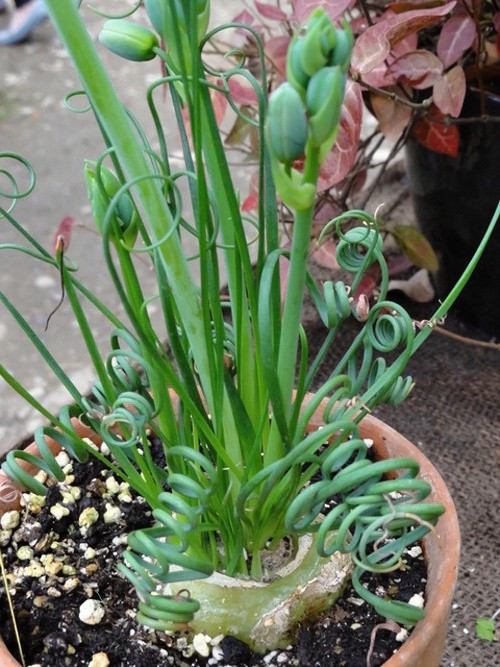 Theo giới thiệu của các chủ cửa hàng hạt giống ở Hà Nội, loài cây này còn công dụng lọc khí, giúp chỗ ngồi làm việc thoải mái hơn.