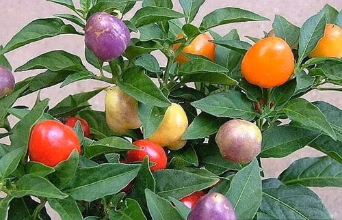 Ngoài ra, nhiều người có thể chọn mua hạt giống ớt (giới bán hàng đặt tên ớt bi mix) đang được rao bán trên thị trường với giá 35.000 – 40.000 đồng/gói. Giống ớt kiểng này cho nhiều quả, màu sắc khác nhau, khá rực rỡ.