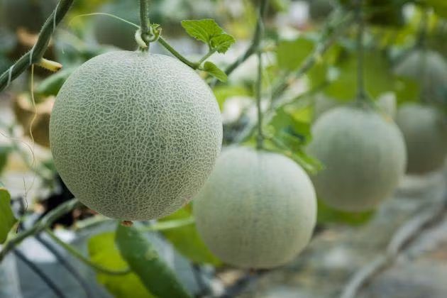 Khi ươm, gieo hạt vào bầu rồi tưới đẫm nước và để ở chỗ râm mát. Sau 1-2 ngày, hạt sẽ tự nảy mầm. Chờ khi cây ra 3-4 lá thì mới pha dung dịch tưới từ 0.5 - 0.8 lít/ngày cho cây. Khi cây lớn được 22-25 lá thì bạn ngắt bớt ngọn để cây tập trung nuôi quả .