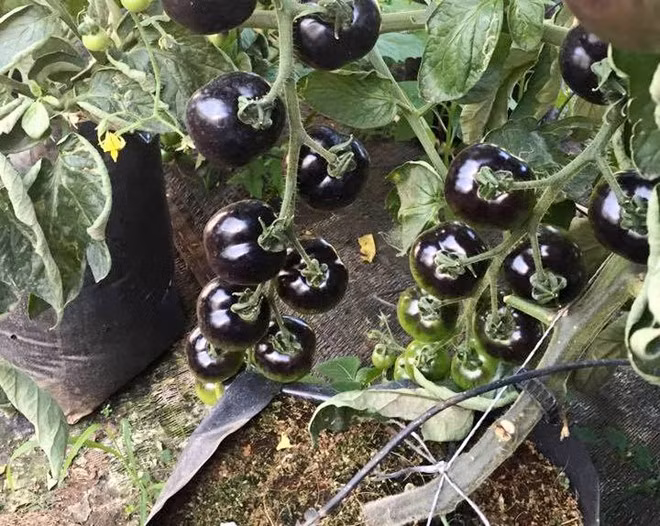 Giống cà chua đen có màu sắc khác lạ so với giống truyền thống nhưng giá trị dinh dưỡng mà loại quả này mang lại vẫn đảm bảo nhờ sắc tố đặc biệt. Cà chua đen rất hiệu dụng trong quá trình chống oxy hóa, đồng thời chứa nhiều vitamin C, tốt cho hệ miễn dịch.