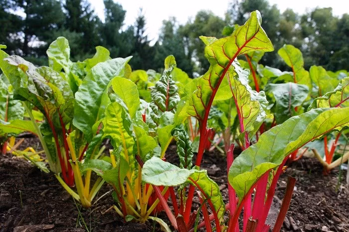 Là loại rau có thể trồng được cả hai mùa nóng, lạnh, với "ngoại hình" bắt mắt, cải cầu vồng vừa là rau sạch, vừa tô điểm cho sân vườn. Giá hạt giống cải cầu vồng từ 30.000 – 50.000 đồng/túi.