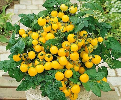 Giống cà chua cherry vàng, dùng để làm salad hoặc ăn trực tiếp, có vị ngọt khá độc đáo.