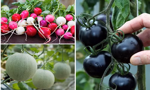 Top rau cu de trong, “ngoai hinh” sieu bat mat