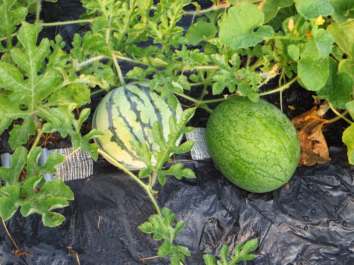 "Đây là giống dưa có nguồn gốc từ châu Phi, sau đó được nhân giống trồng ở nhiều nước. Mùi của dưa hấu ruột trắng tương tự mùi của quả dưa leo" - chị Minh (chủ shop hạt giống ở Nguyễn Trãi, Hà Nội) cho biết.