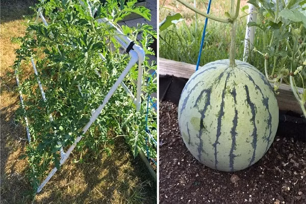 Chị Hoàng Thảo (nhân viên kế toán, nhà ở Vân Hồ, Hà Nội) cho biết: "So với các hạt giống khác thì hạt dưa hấu trắng đắt nhất và cũng khó tìm mua vì ít cửa hàng nhập về. Phải tìm đến 4-5 cửa hàng mới mua được 6 hạt về trồng thử. Đọc hướng dẫn trồng thì không khó lắm, khá giống dưa truyền thống".