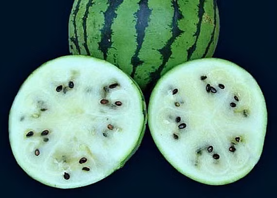 Theo chị Lan (chủ shop hạt giống trên đường Trần Khát Trân, Hà Nội): "Hạt giống dưa hấu sau khi gieo khoảng 3-5 ngày, ở nhiệt độ 15 - 35 độ C sẽ nảy mầm. Khoảng cách giữa các hạt là 20 - 30cm, tối đa 2-3 cây trong một thùng xốp. Nếu cây sinh trưởng tốt, sau 65- 85 ngày có thể thu hoạch".