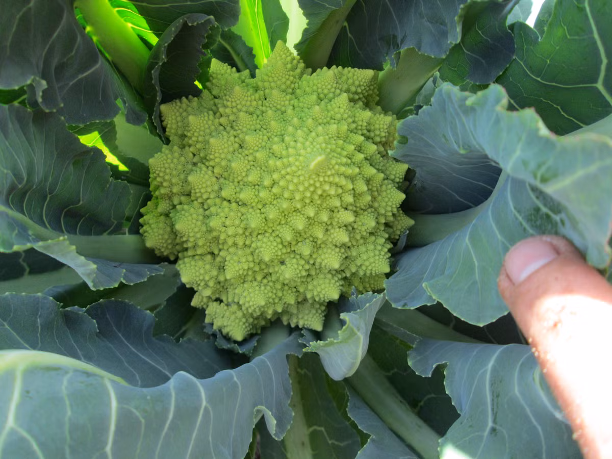 Chị Minh Anh (chủ cửa hàng hạt giống trên đường Nguyễn Trãi, Hà Nội) cho biết: "Hạt giống sau khi gieo từ 50 - 70 ngày sẽ cho thu hoạch bông cải san hô, cây trưởng thành cao từ 15-30cm".