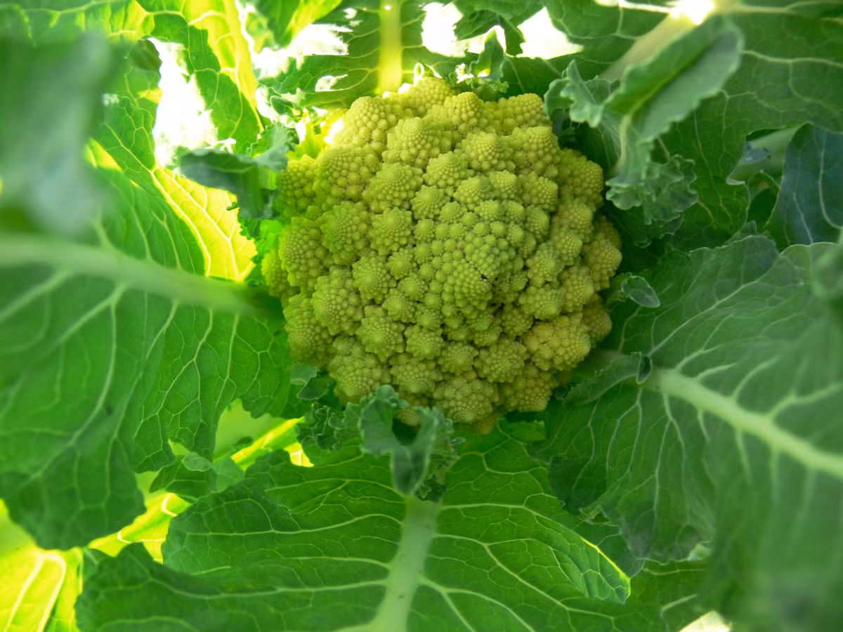 Thoạt nhìn cải san hô khá giống các loại súp lơ thường thấy, song từng nhánh của bông cải lại có hình dáng giống như san hô, khá lạ mắt. Theo các chủ cửa hàng hạt giống, bông cải san hô có thể trồng được cả 4 mùa.