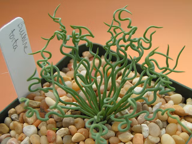 "Sau đó, dùng bình xịt tưới nước nhẹ nhàng. Mang chậu ươm vào nơi khuất ánh sáng khoảng một ngày rồi mới đặt chậu ở nơi thoáng gió, có ánh sáng. Hạt sẽ nẩy mầm sau khoảng một tuần" - chị Hương chia sẻ. Hình ảnh một chậu cỏ xoắn ốc loại lá nhỏ.