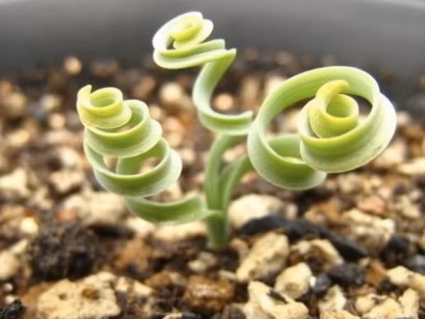 Khác với các loại cỏ thường thấy, vẻ đẹp của cỏ xoắn ốc nằm ở những chiếc lá dị thường. Lá của chúng xoắn lại đúng theo hình trôn ốc, lại mọng nước giúp thích nghi với khí hậu khắc nghiệt. Theo chị Thúy (chủ shop hạt giống rau củ ở Cầu Diễn, Hà Nội): "Nếu cây mọc tốt, lá có thể xoắn và vươn tới độ cao 15cm".