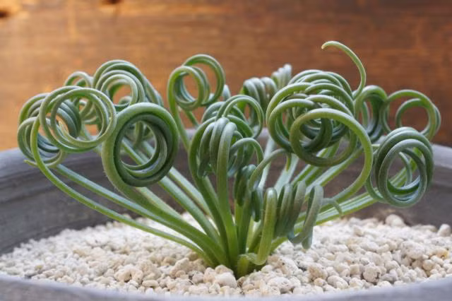 "Có hai loại cỏ xoắn ốc, một loại có lá to, dẹt. Loại khắc có lá nhỏ, cỏ xoắn này có hoa trong khi giống lá to lại không" - chị Thúy cho biết thêm.