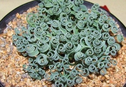 Quan tìm hiểu. cỏ xoắn ốc có tên khoa học Moraea tortilis, là một loài thực vật có hoa trong họ Diên vĩ (Iridaceae).