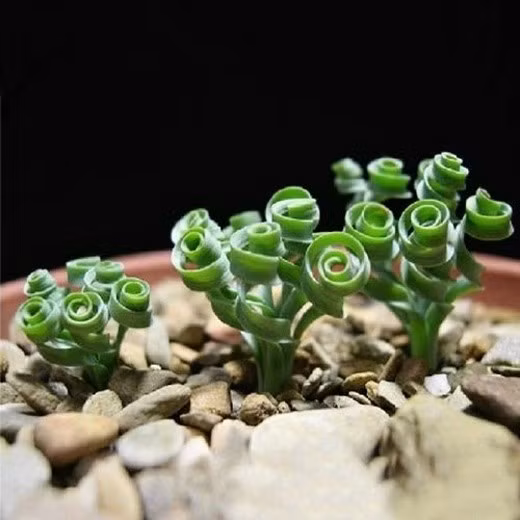 Cũng theo chủ cửa hàng hạt giống này, cỏ xoắn ốc là loại cây khá lạ mắt. Do có nguồn gốc từ các vùng đất cằn cỗi của Châu Phi nên cỏ có sức sống bền bỉ, thích hợp trồng vào mùa hè và những nơi thiếu nước.