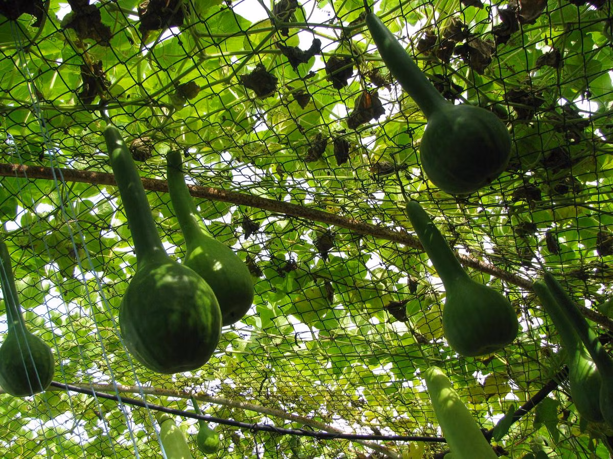 Những giống bầu hồ lô thiên nga bán trên thị trường có xuất xứ từ Mỹ hoặc Nga. Đối tượng khách hàng chủ yếu là những người mê trồng rau, cây cảnh tại nhà. Không ít khách sẵn sàng chờ hạt giống nhập về từ 4-5 ngày vì thời điểm này cửa hàng đã "cháy" hạt giống - chị Minh cho biết thêm.