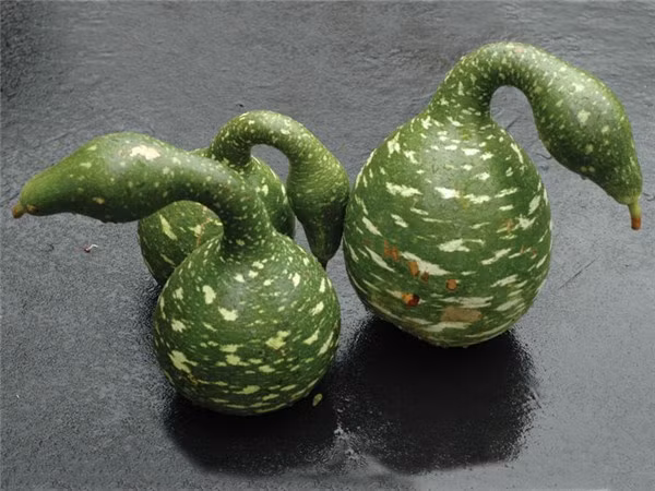 Trên thị trường, giá hạt giống bầu hồ lô thiên nga đao dộng từ 4.000 - 5.000 đồng/hạt. Nếu mua theo gói, khách phải trả từ 20.000 - 125.000 đồng/gói (tùy số lượng hạt).