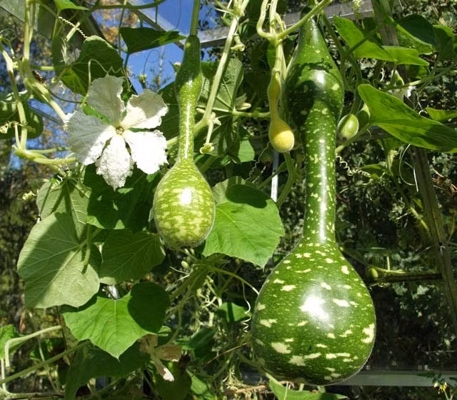 Hình ảnh trái bầu hồ lô thiên nga khi còn non. Nếu muốn dùng bầu làm vật trang trí thì để nên để quả già trên giàn đến khi giàn bầu tàn thì quà sẽ tự khô.