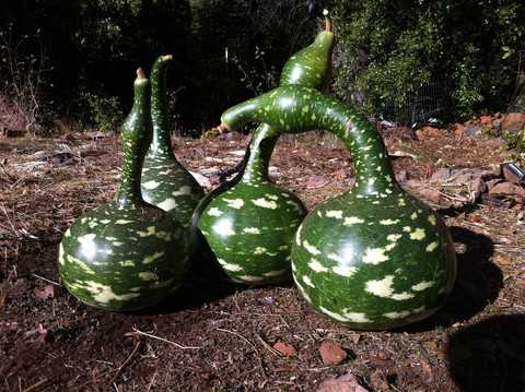 Giống cây này phù hợp với nhiều loại đất và khá dễ sống, song khách nên chọn loại đất sinh học sạch, giàu dinh dưỡng để cây phát triển tốt và khỏe mạnh, hạn chế sâu bệnh. 