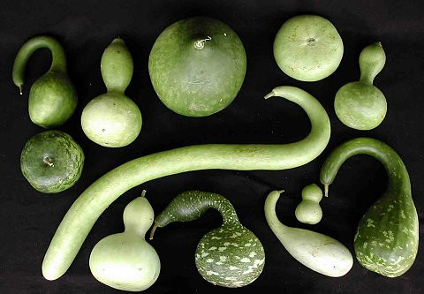 Chị Thu Trang (một khách hàng mua hạt giống, nhà ở khu Thái Thịnh, Hà Nội) cho biết: "Mình mua hạt về trồng ở ban công cho mát. Ngoài ra, khi cây có quả, nếu để khô có thể để cho con trẻ vẽ sơn lên làm đồ trang trí".