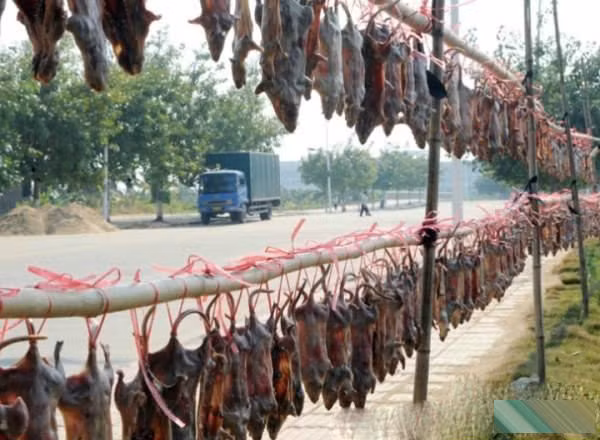 Một cảnh phơ khô chuột thành dãy dài khiến nhiều người rùng mình.