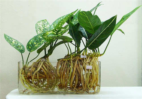 Cây chân rết có giá từ 200.000 - 300.000 đồng gây ấn tượng bởi bộ rễ độc đáo.