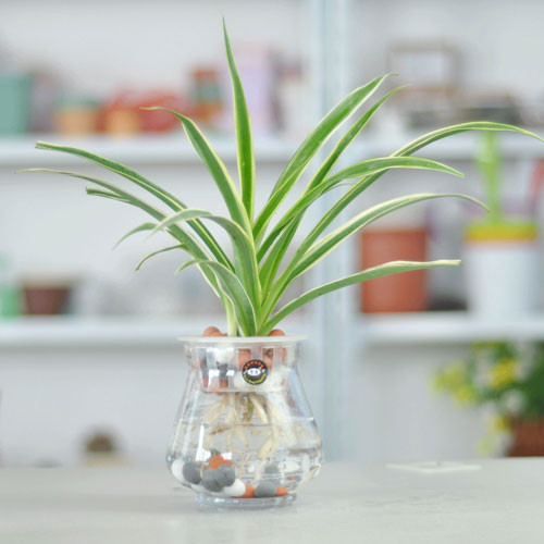 Cây dây nhện có giá từ 150.000 - 200.000 đồng/bình. Ngoài làm đẹp nhà, cây dây nhện còn có khả năng thanh lọc không khí.