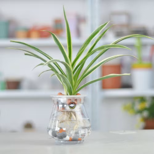 Cây dây nhện có giá từ 150.000 - 200.000 đồng/bình. Ngoài làm đẹp nhà, cây dây nhện còn có khả năng thanh lọc không khí.