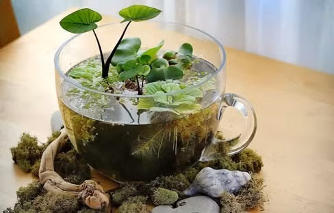 Béo cái là loài cây thủy sinh dễ trồng và dễ chăm sóc. Cây phát triển rất tốt ở đất mùn, nước nhiều dinh dưỡng. Bạn có thể mua một bình thủy tinh và thả bèo cái. Với màu xanh mướt mắt, chậu cảnh nhỏ sẽ làm chiếc bàn làm việc thêm sinh động. Bèo cái có giá 30.000 - 45.000 đồng/nhánh lớn.