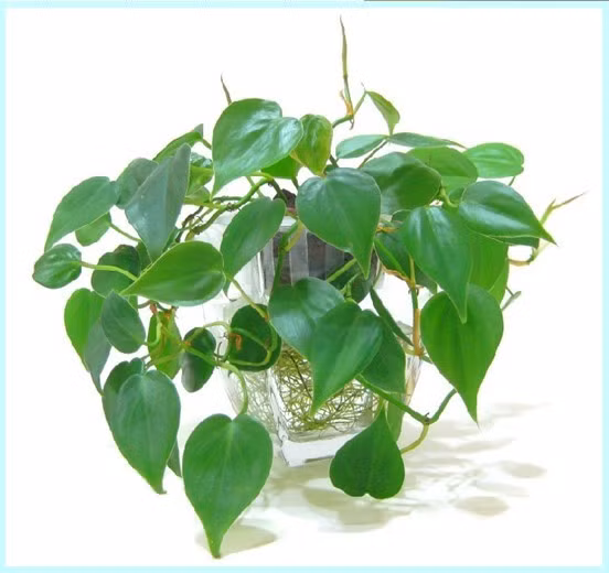 Cây trầu bà khá giống với thường xuân ở điểm, chúng dễ sống trong nước, Chỉ cần ngắt một nhánh trầu bà, thả vào nước, chúng sẽ nhanh tươi tốt và lan nhánh. Không chỉ đẹp, trầu bà hấp thụ các chất độc hại trong sơn, gỗ dán, quần áo mới…. làm sạch không khí.