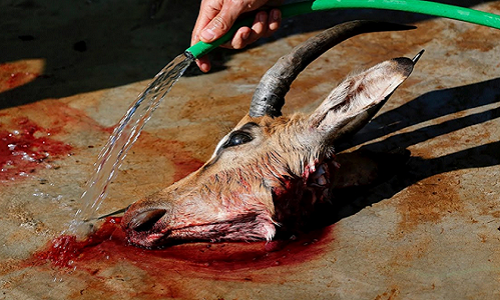 Những người đi săn làm sạch đầu của con linh dương ngay tại khu bảo tồn.