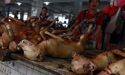 Lẽ họi thịt chó làm dáy len nõi sọ bẹnh dại bùng phát