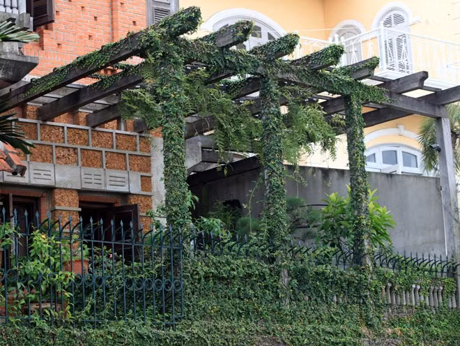 Giàn dây leo lạ mắt ở một biệt thự Hồ Tây. Hầu hết các biệt thự ở đây đều có không gian sân vườn rất lý tưởng.