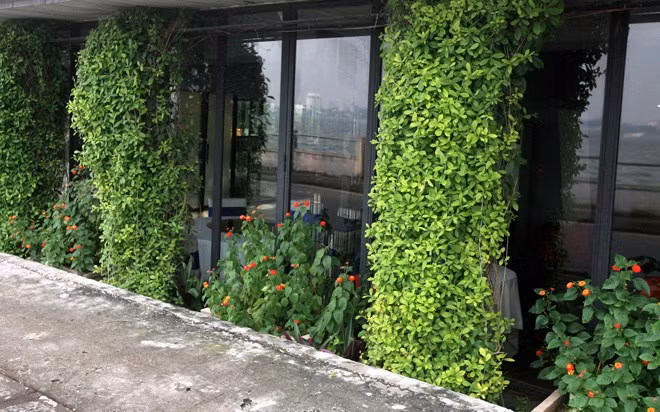 Giải pháp chống nóng, tạo cảnh quan bằng các loại hoa, cỏ, dây leo cho cửa kính của một nhà hàng sang trọng ven hồ.