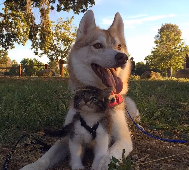 Rosie là một bé mèo yếu ớt mới chỉ ba tuần tuổi khi bị bỏ rơi. Được các nhân viên cứu hộ chăm sóc tận tình nhưng Rosie chỉ thực sự trở nên lanh lợi, khỏe mạnh khi được kết hợp người mẹ nuôi đặc biệt của mình, Lilo - một cô chó husky thông minh, xinh đẹp, người mẹ đã khiến cuộc đời của Rosie thay đổi mãi mãi.