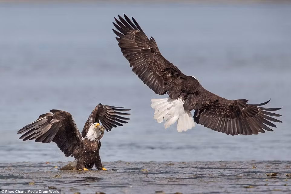 Với sải cánh lên đến 2,5m nhưng thức ăn của đại bàng đầu trắng, hay con gọi là đại bàng hói lại chủ yếu là cá, chính vì vậy loài đại bàng biển này không tránh khỏi những trận tranh mồi đầy kịch tính.