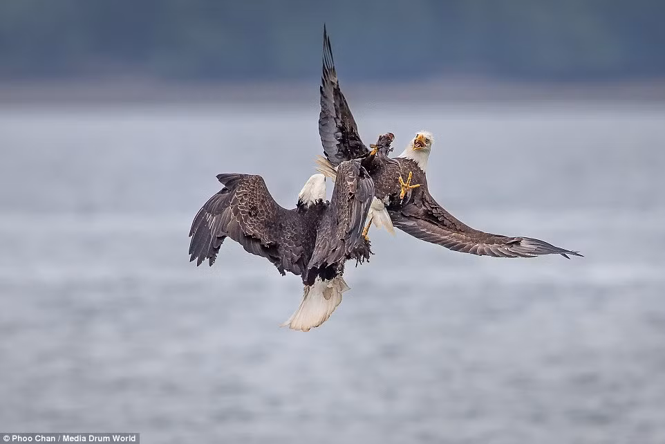 Đây là một trận chiến tranh mồi bất thường do có thể một trong hai con chim này là kẻ hiếu chiến.