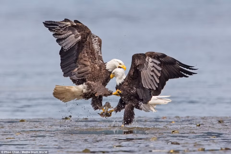 Không chỉ dùng móng vuốt, hai con đại bàng này còn dùng mỏ, cánh để liên tục tấn công lẫn nhau.