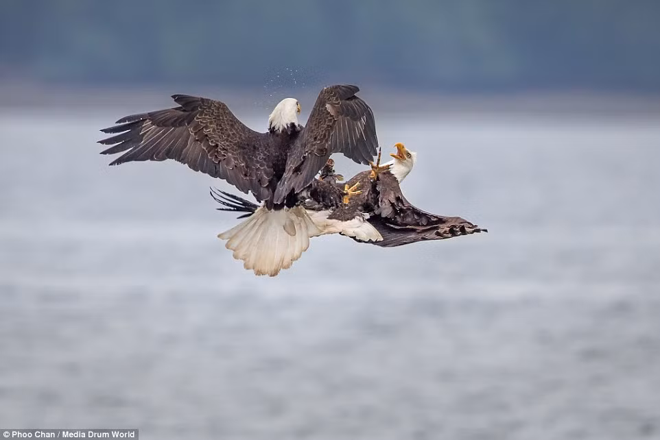 Chiến đấu với đồng loại vì thức ăn vốn là bản năng sinh tồn của động vật, đôi khi dễ dàng hơn để ăn cắp mồi của những con chim khác hơn là săn mồi cho riêng mình và điều này thường xảy ra vào mùa đông, khi thức ăn khan hiếm chứ không phải mùa xuân hè, khi mà những con mồi luôn mời gọi đại bàng.