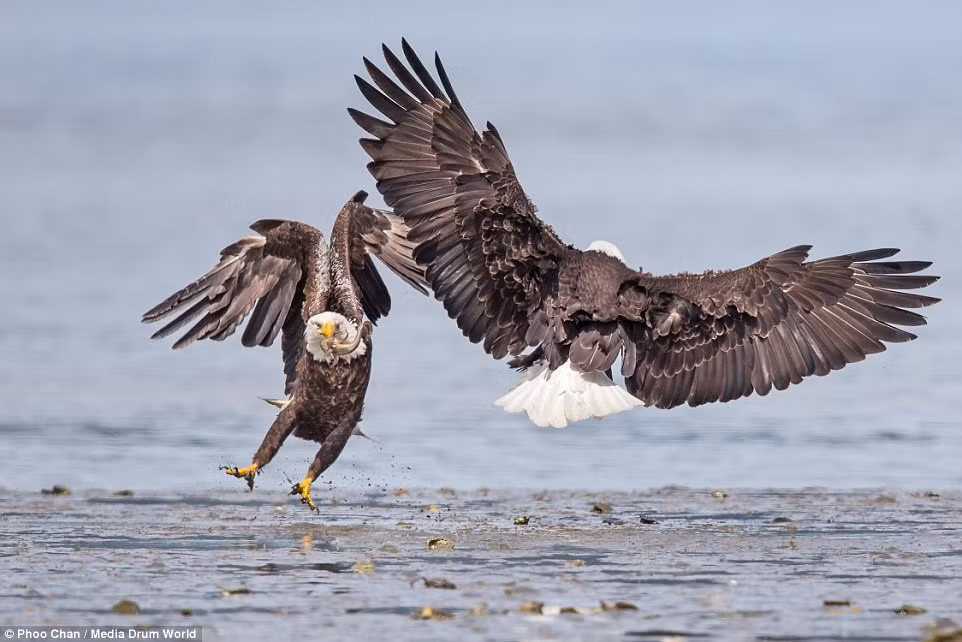 Tranh chấp không dừng lại khi cả hai đều là loài động vật săn mồi hàng đầu, buông tha dễ dàng miếng ngon không phải là phong cách của chúng.