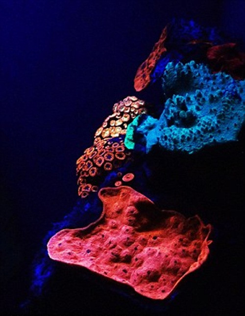 Nhóm đã nghiên cứu đã phát hiện loài san hô này ở độ sâu hơn 50m dưới đại dương và thấy rằng nhiều san hô tỏa sáng rực rỡ với màu huỳnh quang, từ xanh qua vàng rồi đến đỏ.