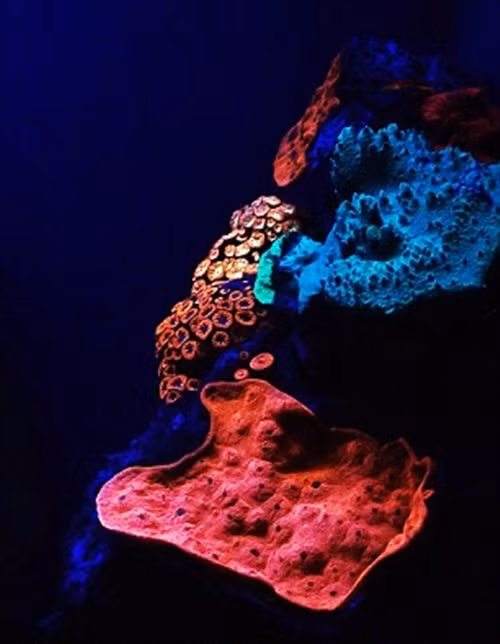 Nhóm đã nghiên cứu đã phát hiện loài san hô này ở độ sâu hơn 50m dưới đại dương và thấy rằng nhiều san hô tỏa sáng rực rỡ với màu huỳnh quang, từ xanh qua vàng rồi đến đỏ.