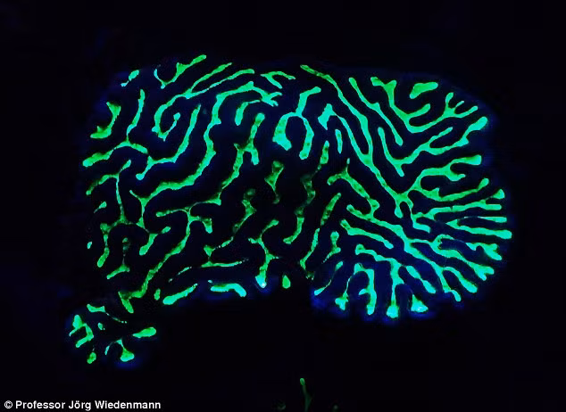 Tính chất quang học của loài san hô phát sáng cầu vồng này có khả năng trở thành công cụ quan trọng cho các ứng dụng hình ảnh y sinh học, ví dụ như ánh sáng huỳnh quang của chúng có thể được sử dụng để làm nổi bật các tế bào sống hoặc cấu trúc tế bào dưới kính hiển vi.