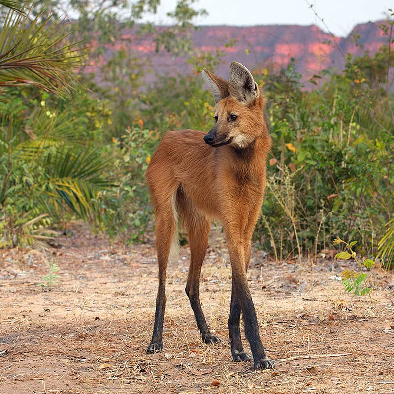 Sói bờm có vẻ bề ngoài hơi giống loài cáo với bộ lông màu nâu đỏ tuy nhiên nó lại thuộc họ chó. Đặc điểm của loài sói bờm là đôi chân dài như siêu mẫu được giải thích có lẽ là do sự thích nghi với các thảo nguyên nơi sinh sống bản địa của nó.