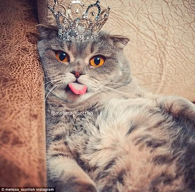 Một số hình ảnh khác về cô mèo lè lưỡi siêu đáng yêu Melissa.