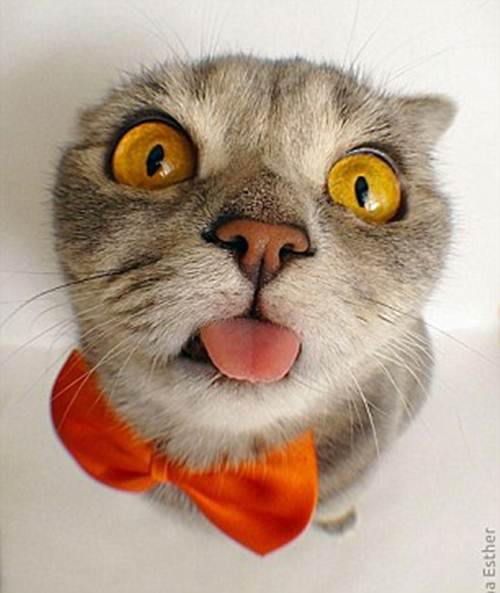 Thông thường, những con mèo, chó bị hội chứng thè lưỡi là do mắc phải những vấn đề về răng miệng, khi chúng thiếu một vài chiếc răng.