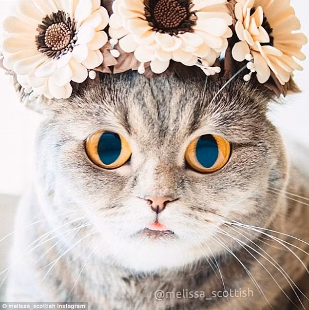 Melissa rất thích lè lưỡi, đặc biệt khi tạo dáng để chụp ảnh, nhiều người ví von cô mèo này quậy chẳng khác nào ngôi sao nhạc Pop Miley Cyrus, người nổi tiếng với màn lè lưỡi kinh điển.