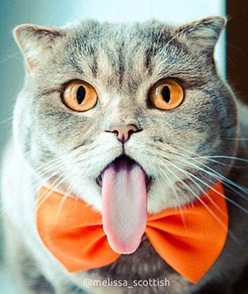 Tuy nhiên với Melissa thì không phải như vậy, đó chỉ là thói quen hay sở thích kỳ quặc của cô mèo nghịch ngợm này.